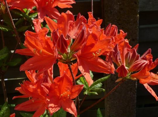 Azalea mollis Koster's Brilliant Red