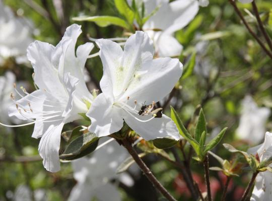 Azalea mollis White Throat