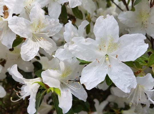 Rhododendron 'Pleasant White' (Azalea jap)