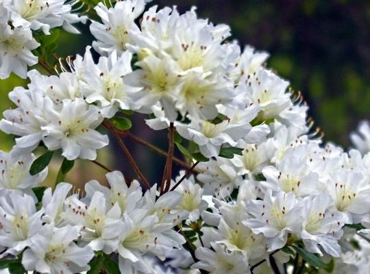 Azalea japonica Schneewittchen