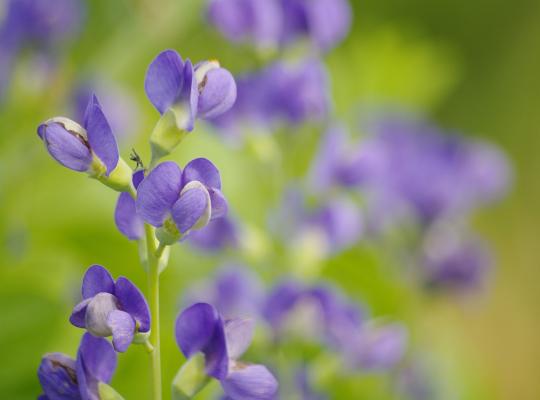 Baptisia australis