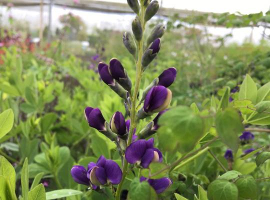 Baptisia Blueberry Sundae