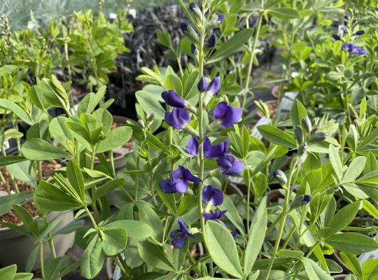 Baptisia x variicolor Twilite Prairieblues