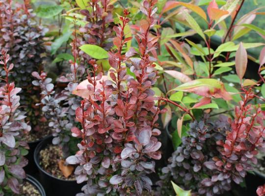 Berberis thunbergii f. atropurpurea Helmond Pillar