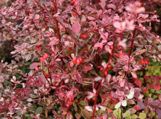 Berberis thunbergii f. atropurpurea Harlequin