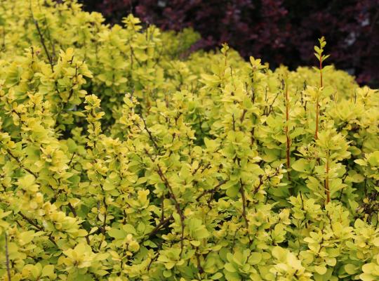 Berberis thunbergii 'Maria'