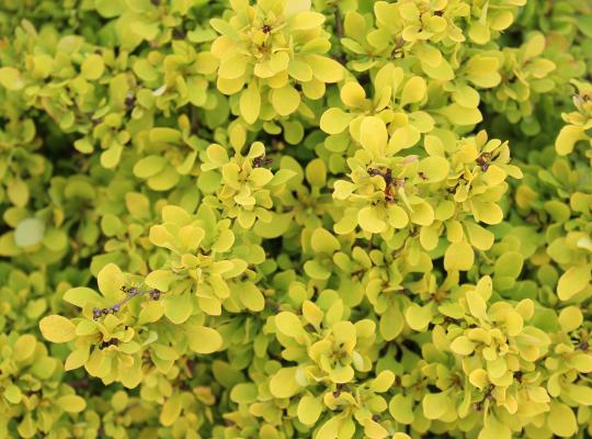 Berberis thunbergii 'Tiny Gold'