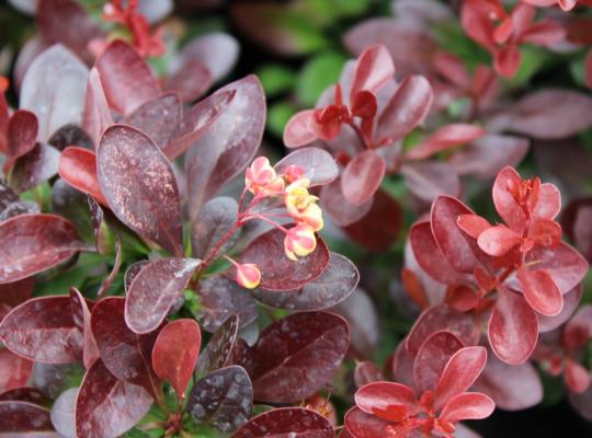 Berberis thunbergii f. atropurpurea Atropurpurea Nana