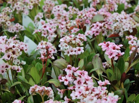 Bergenia Angel Kiss