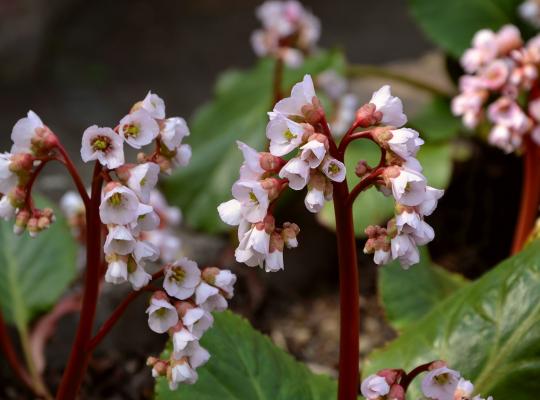 Bergenia Baby Doll