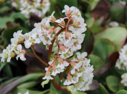 Bergenia 'Bressingham White'