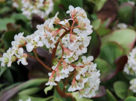 Bergenia Bressingham White