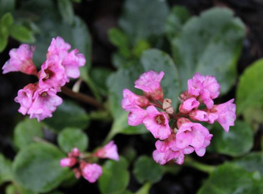 Bergenia cordifolia Autumn Magic