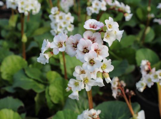 Bergenia cordifolia Jelle