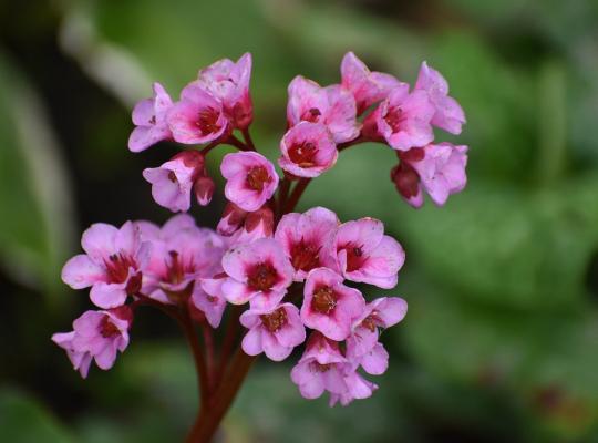 Bergenia cordifolia