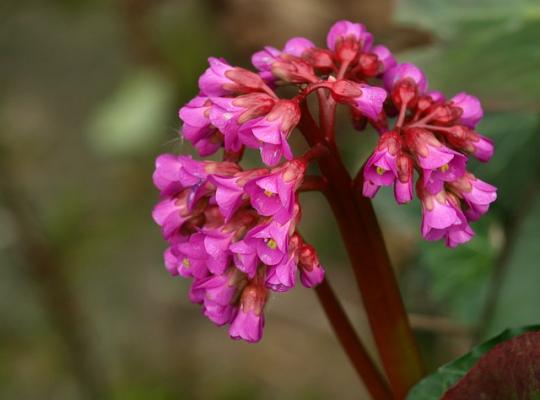Bergenia cordifolia 'Eroica'