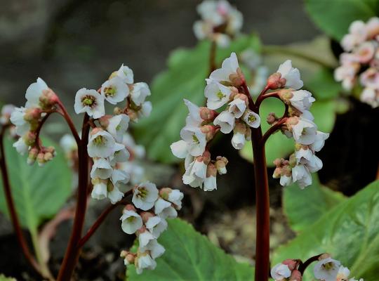 Bergenia Ice Queen