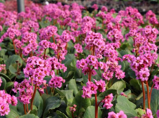 Bergenia Morgenrote