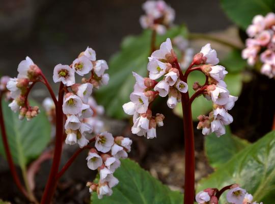 Bergenia Silberlicht