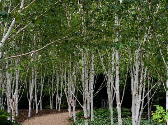 Betula utilis 'Snowqueen'