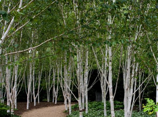 Betula utilis var. jacquemontii Snow Queen (Doorenbos)