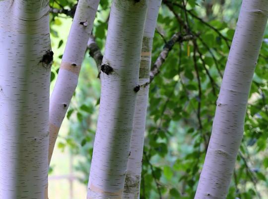 Betula utilis var. jacquemontii Trinity College