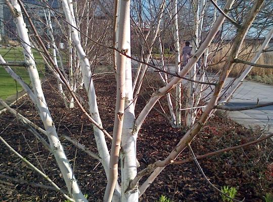 Betula utilis var. jacquemontii