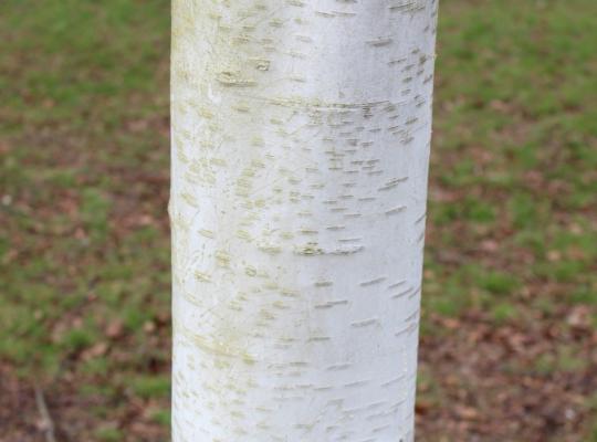 Betula utilis var. jacquemontii Grayswood Ghost