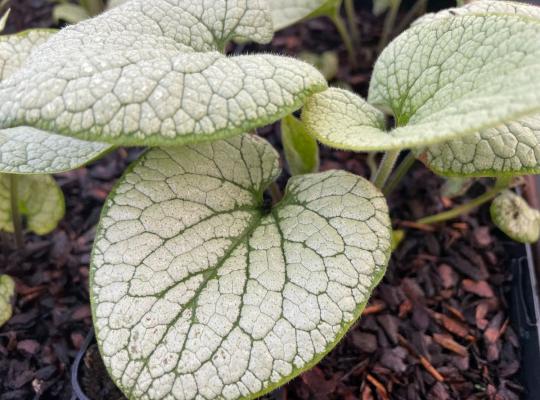 Brunnera macrophylla Alchemy Silver