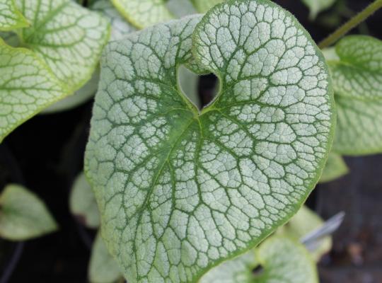 Brunnera mac. 'Alexander's Great'