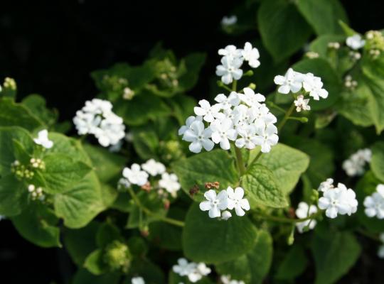 Brunnera macrophylla Betty Bowring