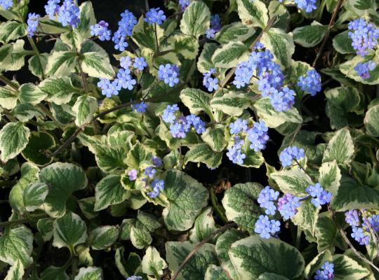 Brunnera macrophylla Dawson's White