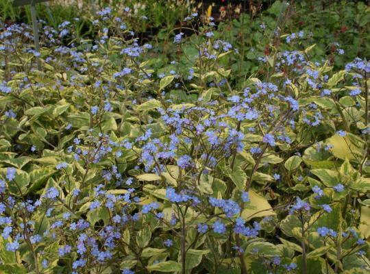 Brunnera macrophylla Hadspen Cream