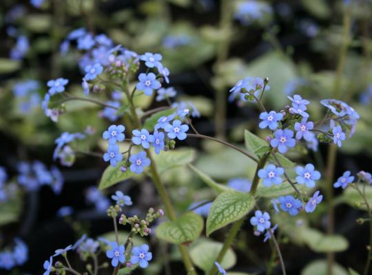 Brunnera macr. 'Jack Frost'