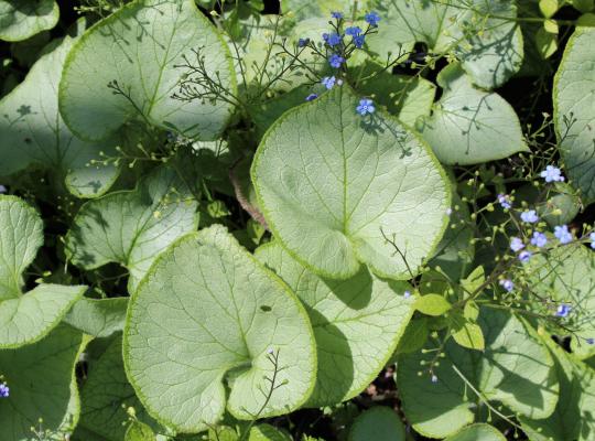 Brunnera macrophylla 'Looking Glass'