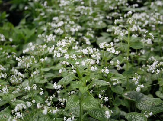 Brunnera macr. 'Mister Morse'