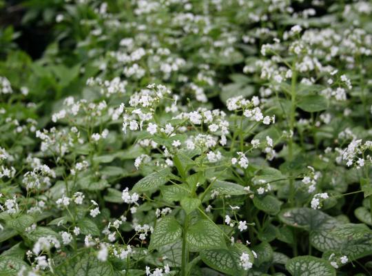 Brunnera macrophylla 'Mr. Morse'