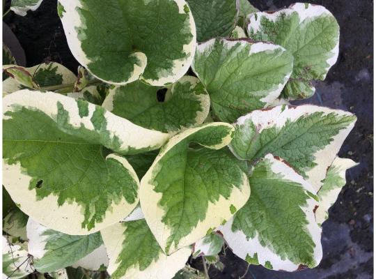 Brunnera macrophylla Variegata