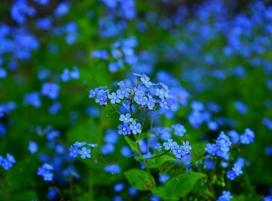 Brunnera macrophylla