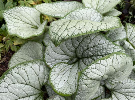 Brunnera macr. 'Sea Heart'