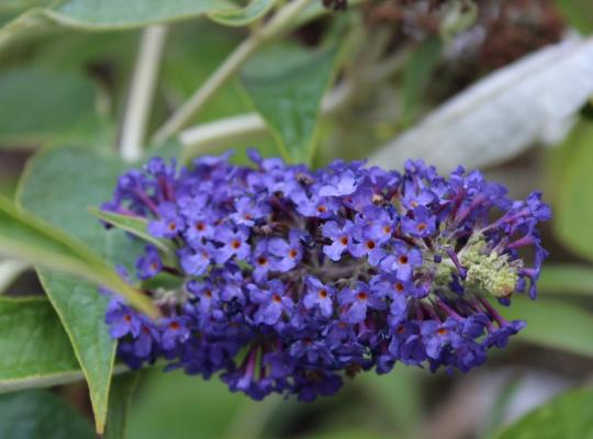 Buddleja davidii Adonis Blue