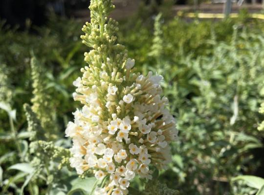 Buddleja 'Buzz Ivory'