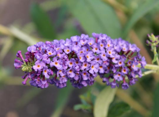 Buddleja davidii Empire Blue