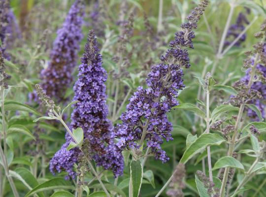 Buddleja davidii Lochinch