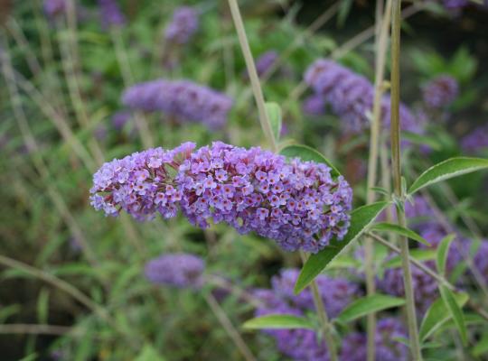 Buddleja davidii Nanho Blue