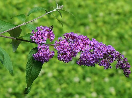 Buddleja davidii Purple Emperor