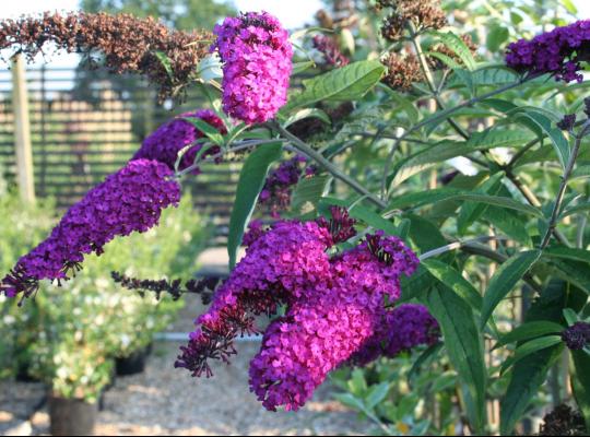 Buddleja davidii Royal Red