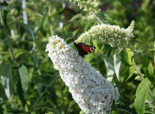 Buddleja davidii White Profusion