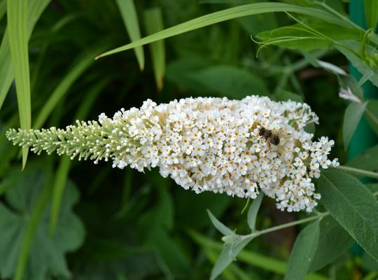 Buddleja davidii White Bouquet