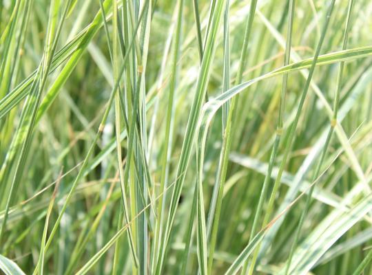 Calamagrostis x acut. Overdam